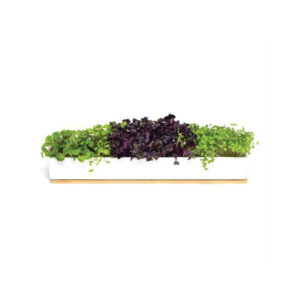 microgreens windowsill