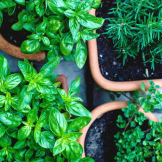Herb & Salad Grow Kits